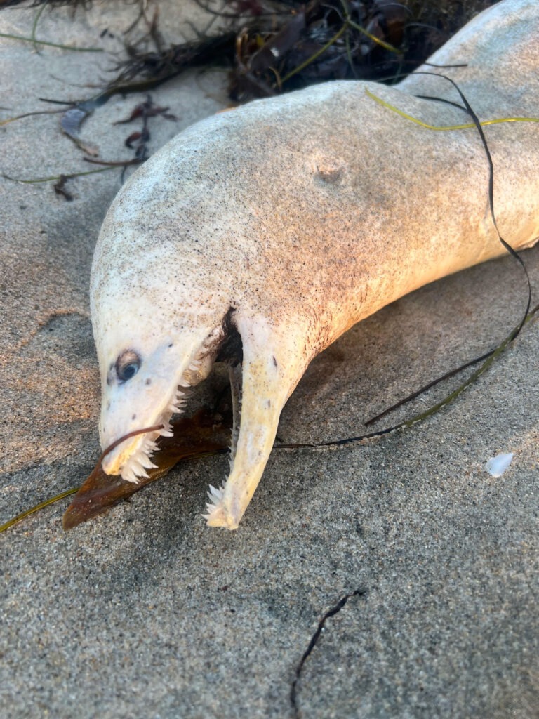 moray-eel-768x1024