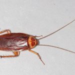 800px-American-cockroach