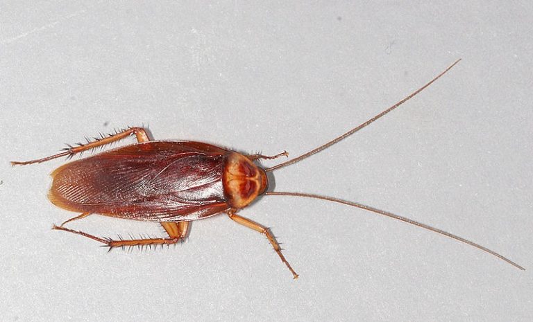 800px-American-cockroach