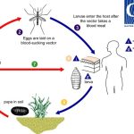 Myiasis_LifeCycle