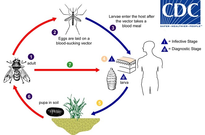 Myiasis_LifeCycle