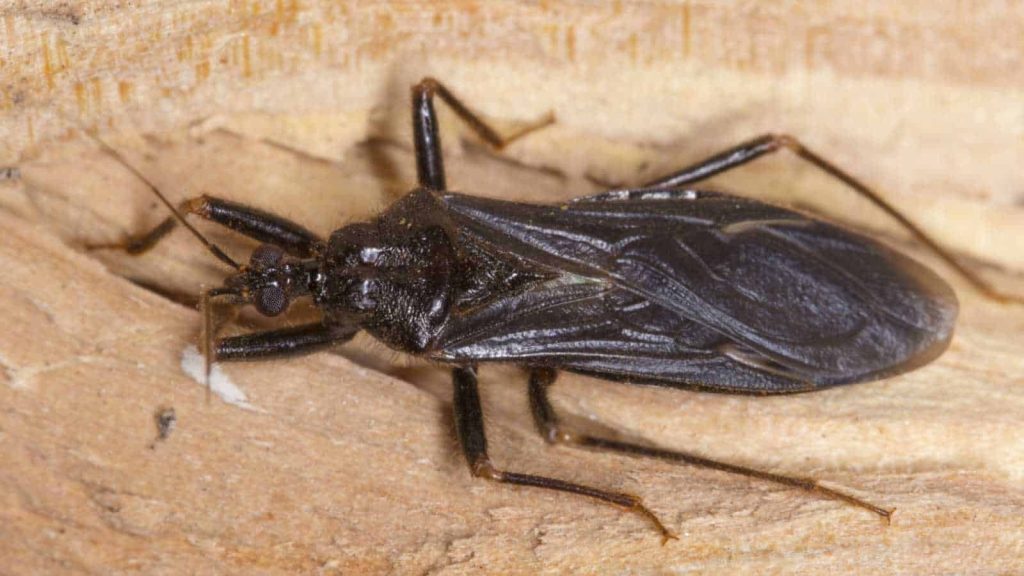 Wood-with-black-assassin-bug