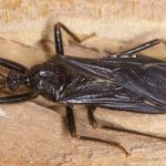 Wood-with-black-assassin-bug