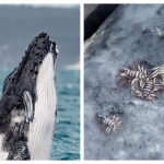 humpback-whale-whale-lice