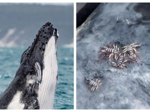 humpback-whale-whale-lice